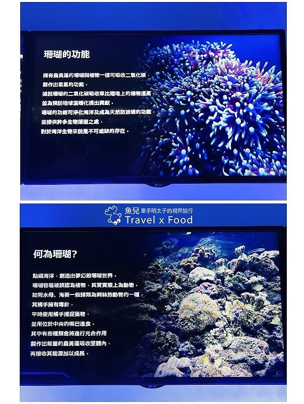 模擬環境溫濕度、氣味與聲音，日本八景島團隊跨海打造，全台首座日系都會型水族館：X PARK 都會型水生公園 @魚兒 x 牽手明太子的「視」界旅行
