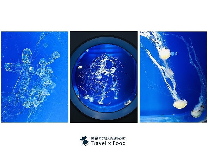 模擬環境溫濕度、氣味與聲音，日本八景島團隊跨海打造，全台首座日系都會型水族館：X PARK 都會型水生公園 @魚兒 x 牽手明太子的「視」界旅行