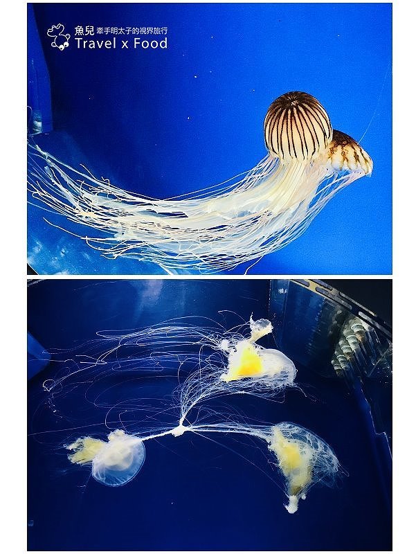 模擬環境溫濕度、氣味與聲音，日本八景島團隊跨海打造，全台首座日系都會型水族館：X PARK 都會型水生公園 @魚兒 x 牽手明太子的「視」界旅行