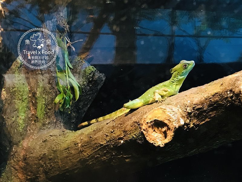 模擬環境溫濕度、氣味與聲音，日本八景島團隊跨海打造，全台首座日系都會型水族館：X PARK 都會型水生公園 @魚兒 x 牽手明太子的「視」界旅行