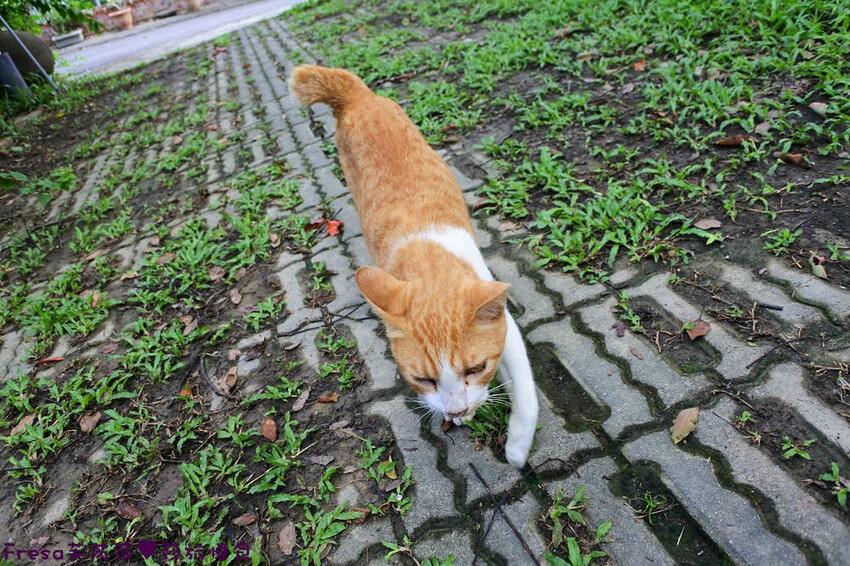 楠西景點│梅嶺梅仔雞賞梅趣「大眾餐廳」龜丹溫泉泡湯「天喜悅」梅嶺步道甜點咖啡「文山咖啡」窯烤披薩無菜