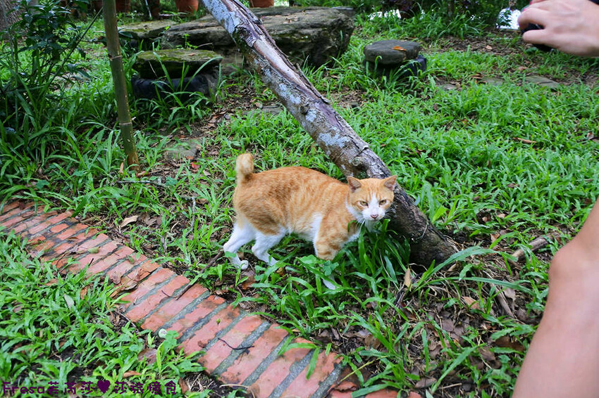 楠西景點│梅嶺梅仔雞賞梅趣「大眾餐廳」龜丹溫泉泡湯「天喜悅」梅嶺步道甜點咖啡「文山咖啡」窯烤披薩無菜