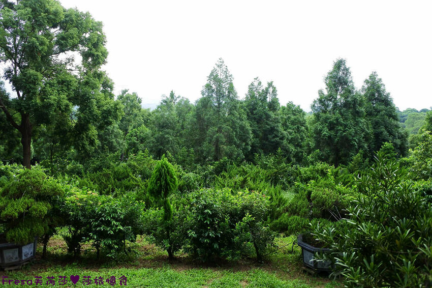 楠西景點│梅嶺梅仔雞賞梅趣「大眾餐廳」龜丹溫泉泡湯「天喜悅」梅嶺步道甜點咖啡「文山咖啡」窯烤披薩無菜