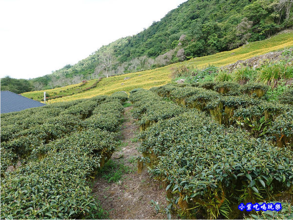 赤科山-黎明農園 (38).jpg