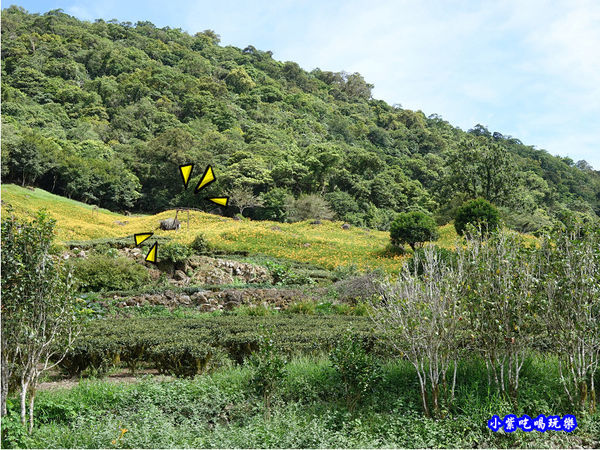 赤科山-黎明農園 (28).jpg