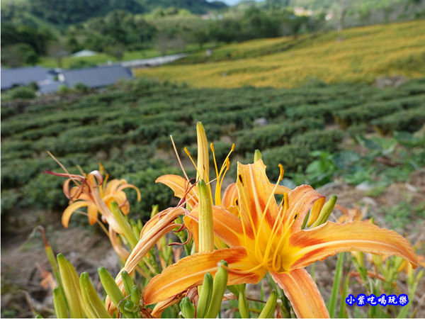 赤科山-黎明農園 (44).jpg