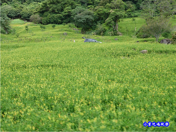 赤科山-黎明農園 (14).jpg