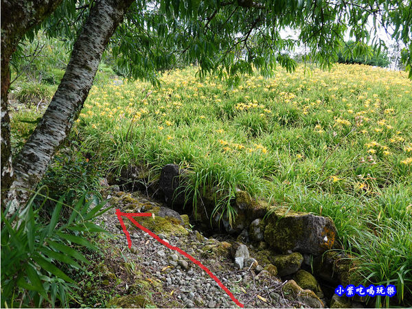 赤科山-黎明農園 (33).jpg