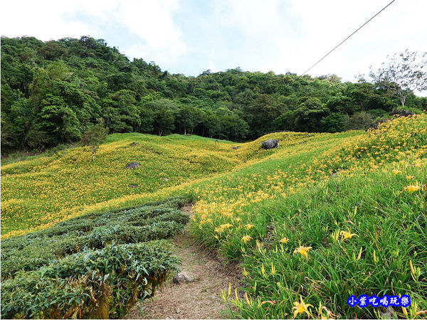 赤科山-黎明農園 (43).jpg