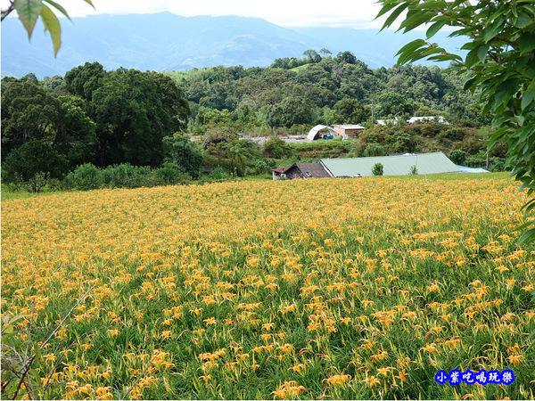 赤科山-黎明農園 (16).jpg