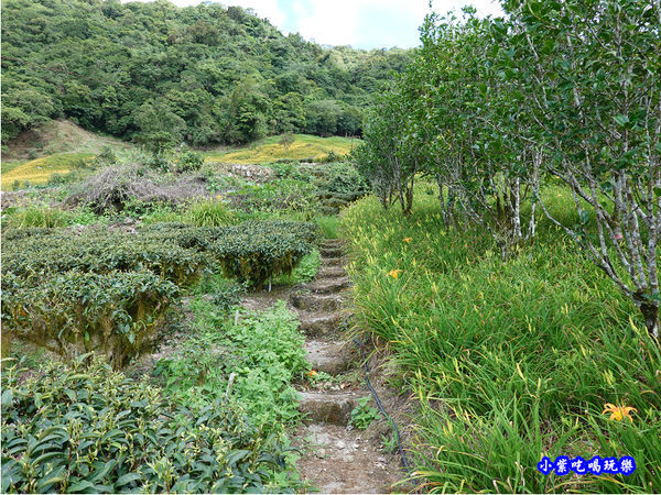 赤科山-黎明農園 (37).jpg