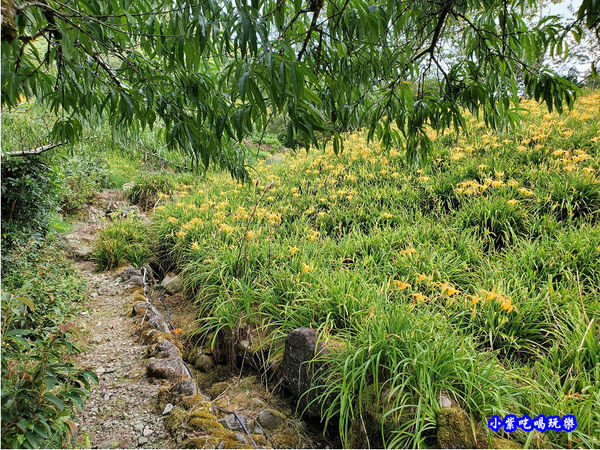 赤科山-黎明農園 (4).jpg