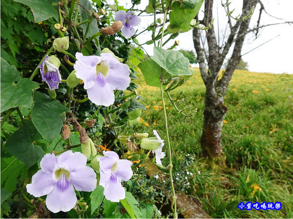 赤科山-黎明農園 (21).jpg