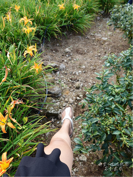 赤科山-黎明農園 (1).jpg