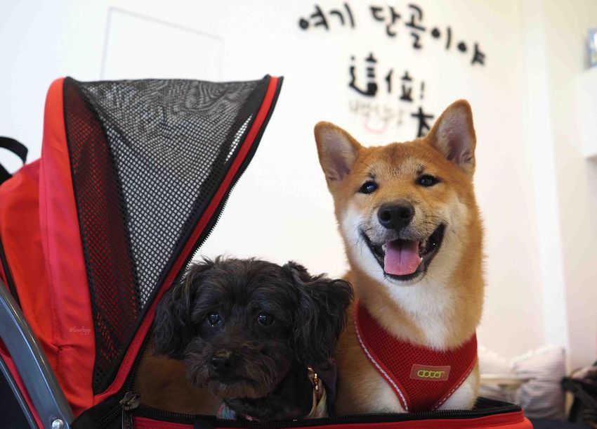 這位太太青埔美食桃園高鐵韓式料理雪花冰寵物友善XPARK4.jpg 這位太太青埔美食桃園高鐵韓式料理雪花冰寵物友善XPARK4.jpg