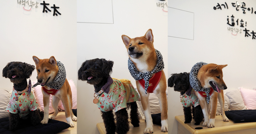 這位太太青埔美食桃園高鐵韓式料理雪花冰寵物友善XPARK8.jpg 這位太太青埔美食桃園高鐵韓式料理雪花冰寵物友善XPARK8.jpg