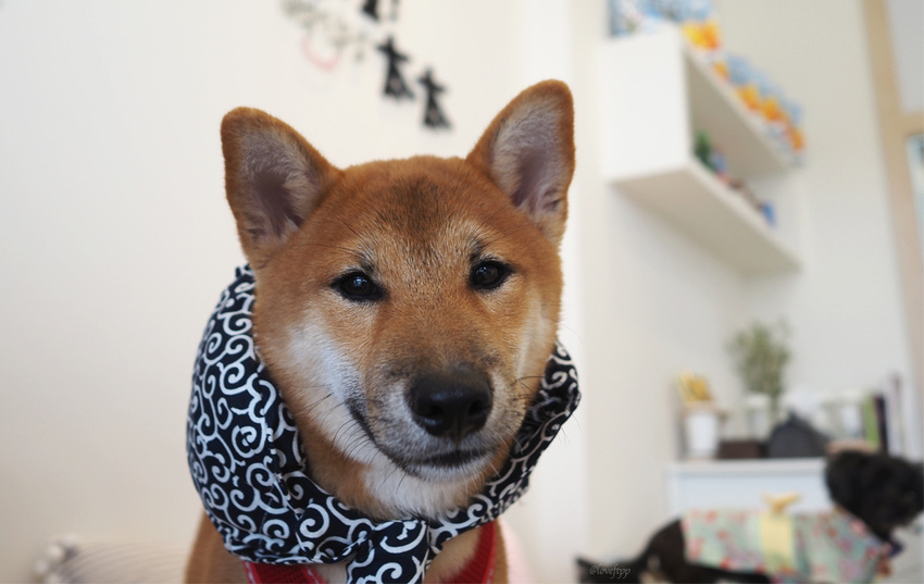 這位太太青埔美食桃園高鐵韓式料理雪花冰寵物友善XPARK6.jpg 這位太太青埔美食桃園高鐵韓式料理雪花冰寵物友善XPARK6.jpg