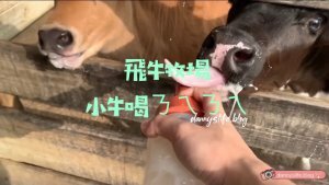 林酒店LV百匯餐廳 ｜龍蝦生蠔牛排吃到飽。台中美食推薦 - 丹尼的吃喝玩樂