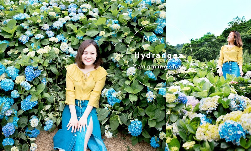 2019陽明山繡球花|台北一日遊 | 竹子湖高家繡球花田| 交通花期懶人包 2019陽明山繡球花|台北一日遊 | 竹子湖高家繡球花田| 交通花期懶人包