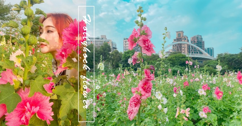 春日賞花趣。台北蜀葵之森|6000朵蜀葵花河濱公園爛漫綻放 春日賞花趣。台北蜀葵之森|6000朵蜀葵花河濱公園爛漫綻放