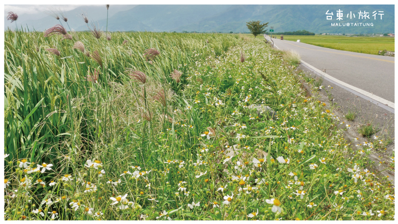 池上伯朗大道-8