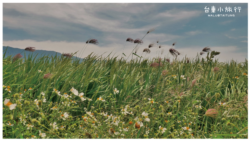 池上伯朗大道-9