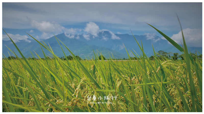 池上伯朗大道-7