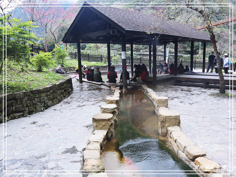 張學良文化園區 x三毛故居(夢屋)-新竹/五峰清泉風景區怎麼玩?漫步賞櫻走吊橋逛市集+將軍湯泡腳好舒暢