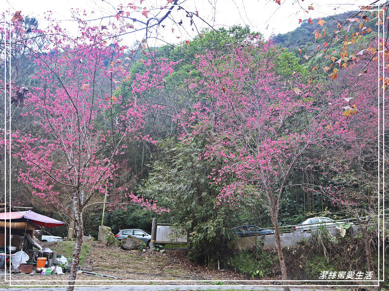 張學良文化園區 x三毛故居(夢屋)-新竹/五峰清泉風景區怎麼玩?漫步賞櫻走吊橋逛市集+將軍湯泡腳好舒暢