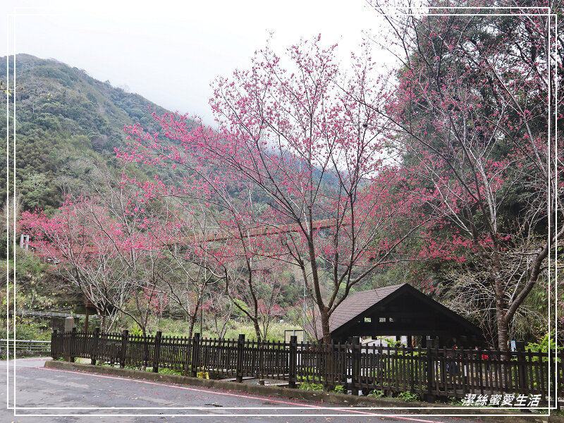 張學良文化園區 x三毛故居(夢屋)-新竹/五峰清泉風景區怎麼玩?漫步賞櫻走吊橋逛市集+將軍湯泡腳好舒暢