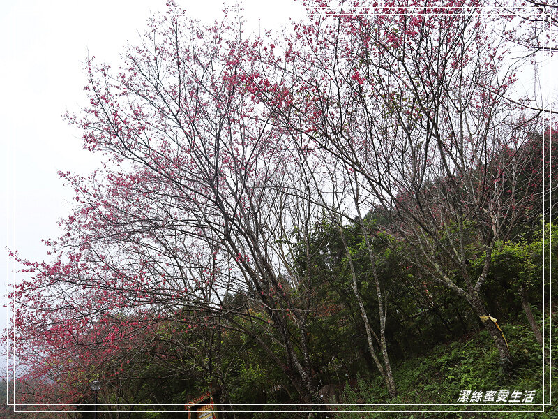 張學良文化園區 x三毛故居(夢屋)-新竹/五峰清泉風景區怎麼玩?漫步賞櫻走吊橋逛市集+將軍湯泡腳好舒暢