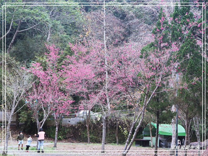 張學良文化園區 x三毛故居(夢屋)-新竹/五峰清泉風景區怎麼玩?漫步賞櫻走吊橋逛市集+將軍湯泡腳好舒暢