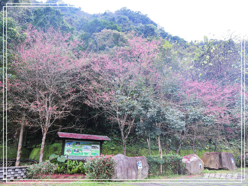 張學良文化園區 x三毛故居(夢屋)-新竹/五峰清泉風景區怎麼玩?漫步賞櫻走吊橋逛市集+將軍湯泡腳好舒暢