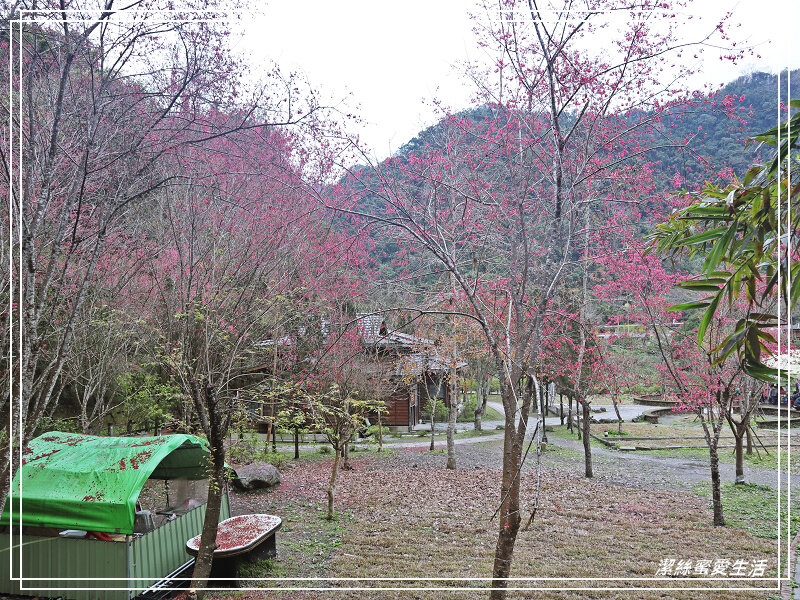 張學良文化園區 x三毛故居(夢屋)-新竹/五峰清泉風景區怎麼玩?漫步賞櫻走吊橋逛市集+將軍湯泡腳好舒暢