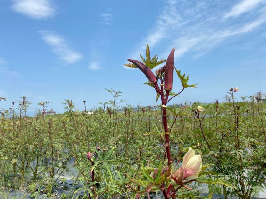 三星慢漫走 宜蘭三星旅遊二天一夜