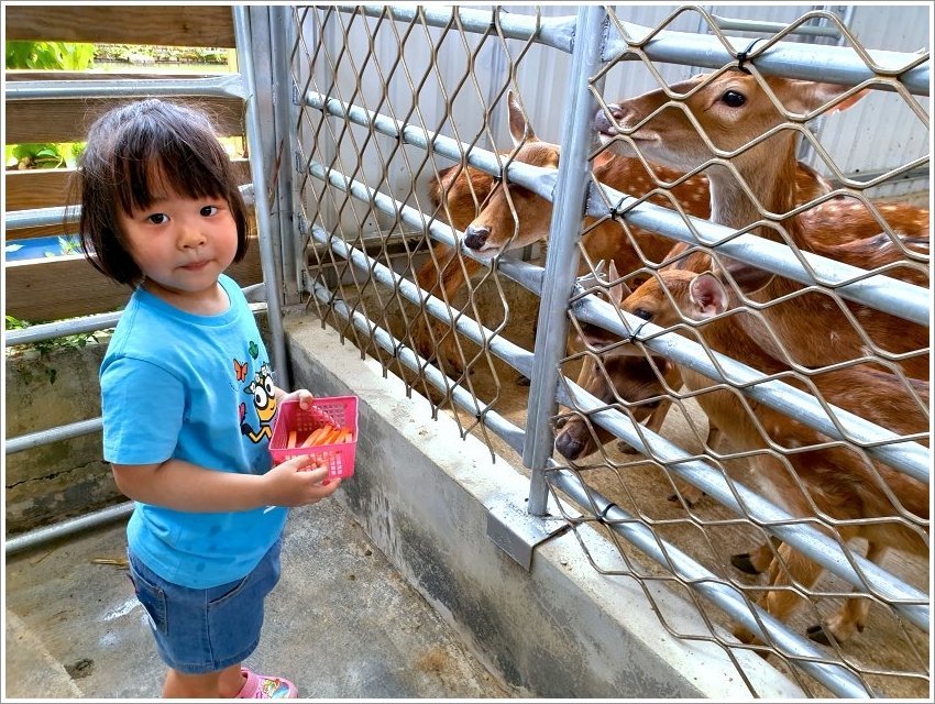 【桃園大溪親子景點】花鹿秘境-李家摸蜆農場．餵小鹿、迷你豬、釣蝦、釣魚、玩水~
