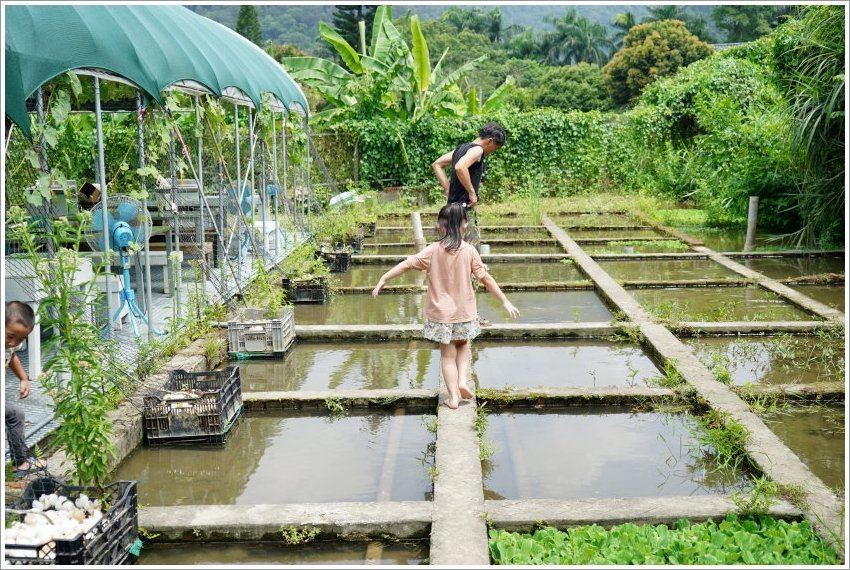 【桃園大溪親子景點】花鹿秘境-李家摸蜆農場．餵小鹿、迷你豬、釣蝦、釣魚、玩水~