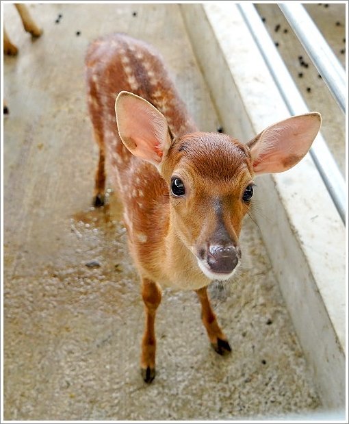 【桃園大溪親子景點】花鹿秘境-李家摸蜆農場．餵小鹿、迷你豬、釣蝦、釣魚、玩水~