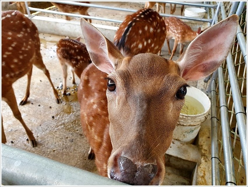 【桃園大溪親子景點】花鹿秘境-李家摸蜆農場．餵小鹿、迷你豬、釣蝦、釣魚、玩水~