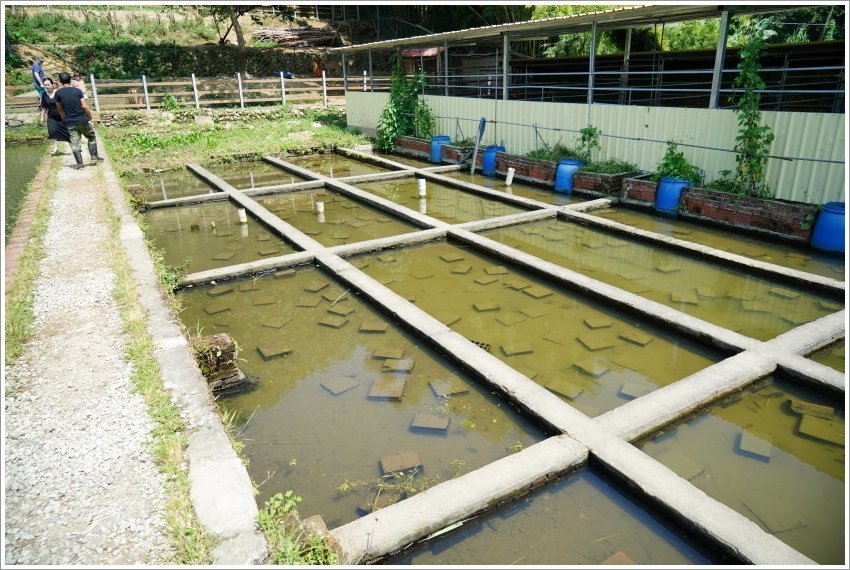 【桃園大溪親子景點】花鹿秘境-李家摸蜆農場．餵小鹿、迷你豬、釣蝦、釣魚、玩水~