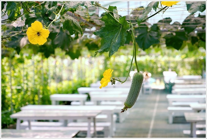 【桃園大溪親子景點】花鹿秘境-李家摸蜆農場．餵小鹿、迷你豬、釣蝦、釣魚、玩水~