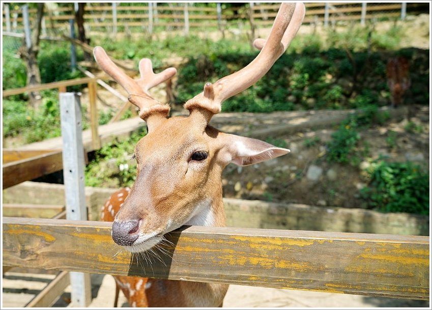 【桃園大溪親子景點】花鹿秘境-李家摸蜆農場．餵小鹿、迷你豬、釣蝦、釣魚、玩水~