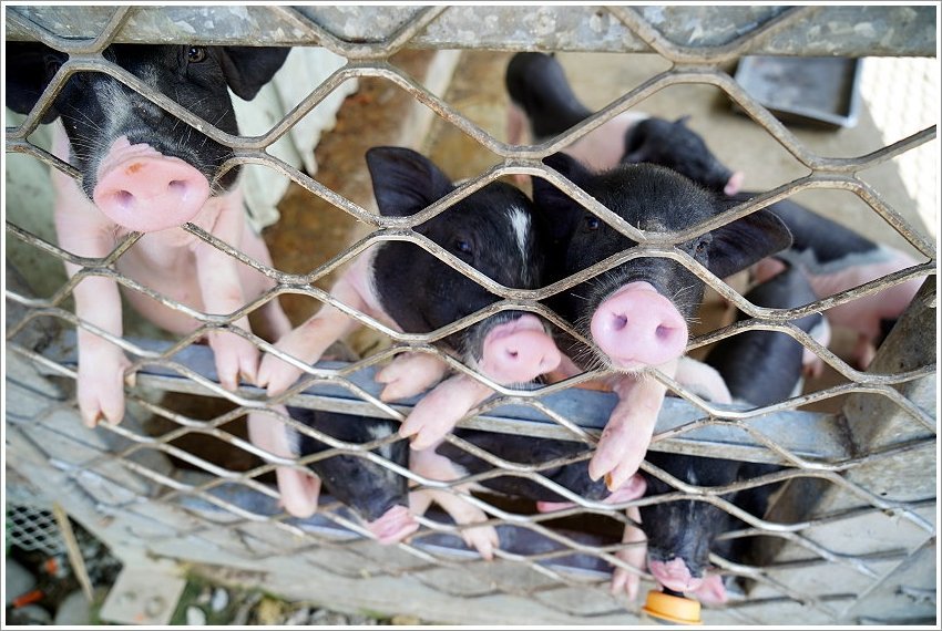 【桃園大溪親子景點】花鹿秘境-李家摸蜆農場．餵小鹿、迷你豬、釣蝦、釣魚、玩水~