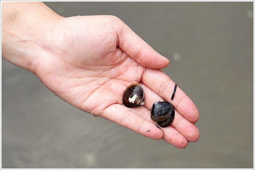 【桃園大溪親子景點】花鹿秘境-李家摸蜆農場．餵小鹿、迷你豬、釣蝦、釣魚、玩水~