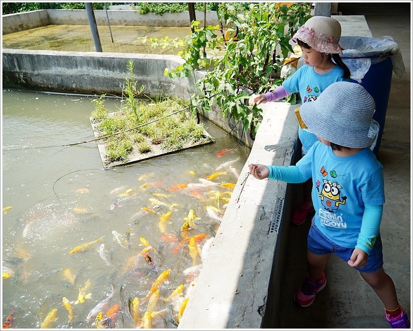 【桃園大溪親子景點】花鹿秘境-李家摸蜆農場．餵小鹿、迷你豬、釣蝦、釣魚、玩水~