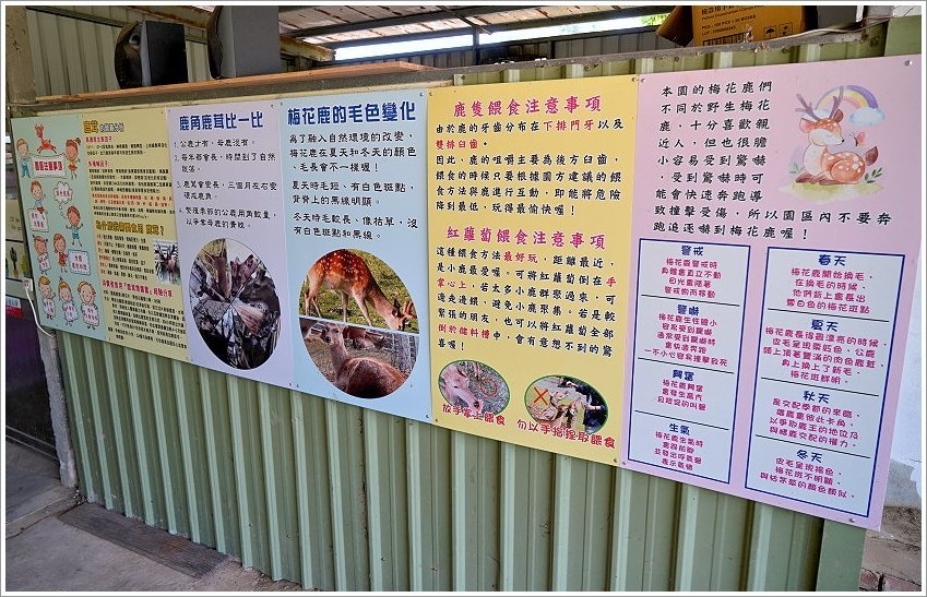 【桃園大溪親子景點】花鹿秘境-李家摸蜆農場．餵小鹿、迷你豬、釣蝦、釣魚、玩水~