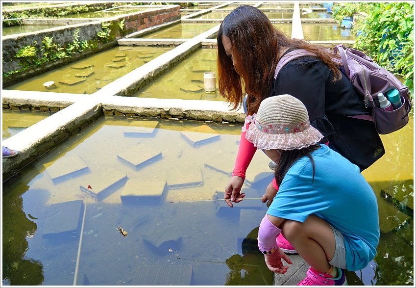 【桃園大溪親子景點】花鹿秘境-李家摸蜆農場．餵小鹿、迷你豬、釣蝦、釣魚、玩水~