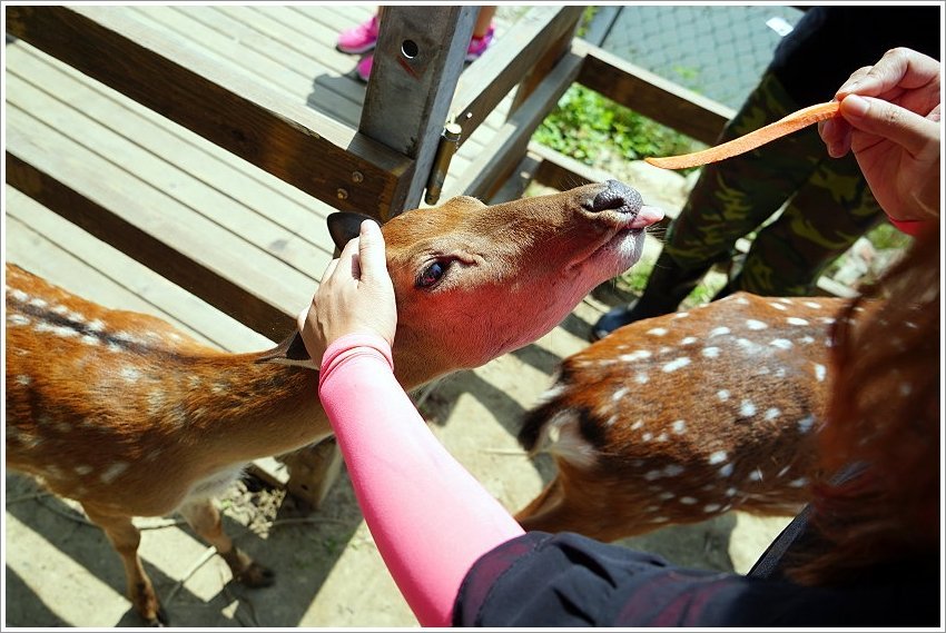【桃園大溪親子景點】花鹿秘境-李家摸蜆農場．餵小鹿、迷你豬、釣蝦、釣魚、玩水~