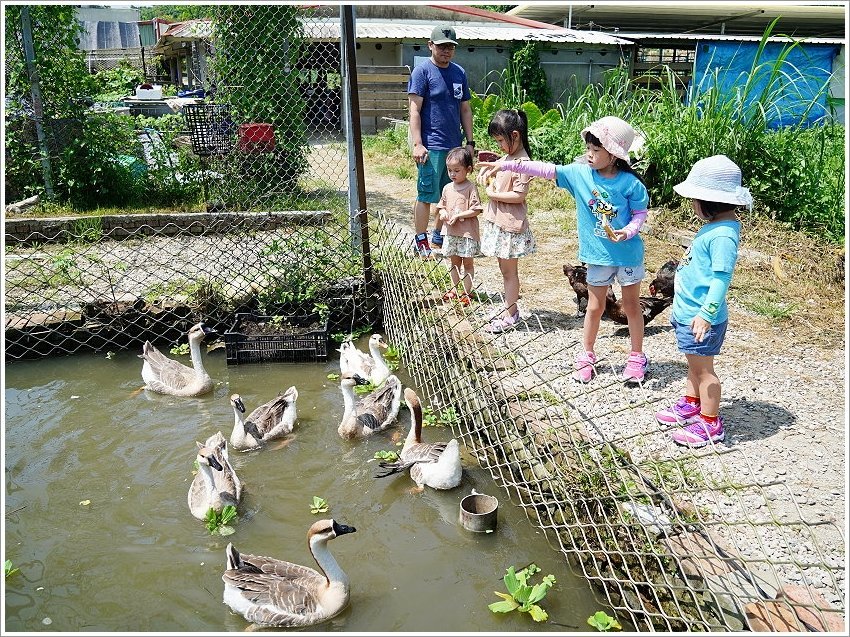 【桃園大溪親子景點】花鹿秘境-李家摸蜆農場．餵小鹿、迷你豬、釣蝦、釣魚、玩水~