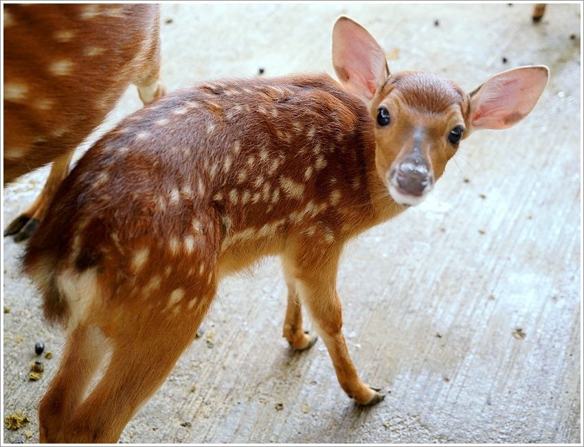 【桃園大溪親子景點】花鹿秘境-李家摸蜆農場．餵小鹿、迷你豬、釣蝦、釣魚、玩水~